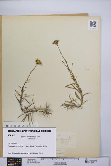 Senecio farinifer [Espécimen: UCH:SQF:0000317]