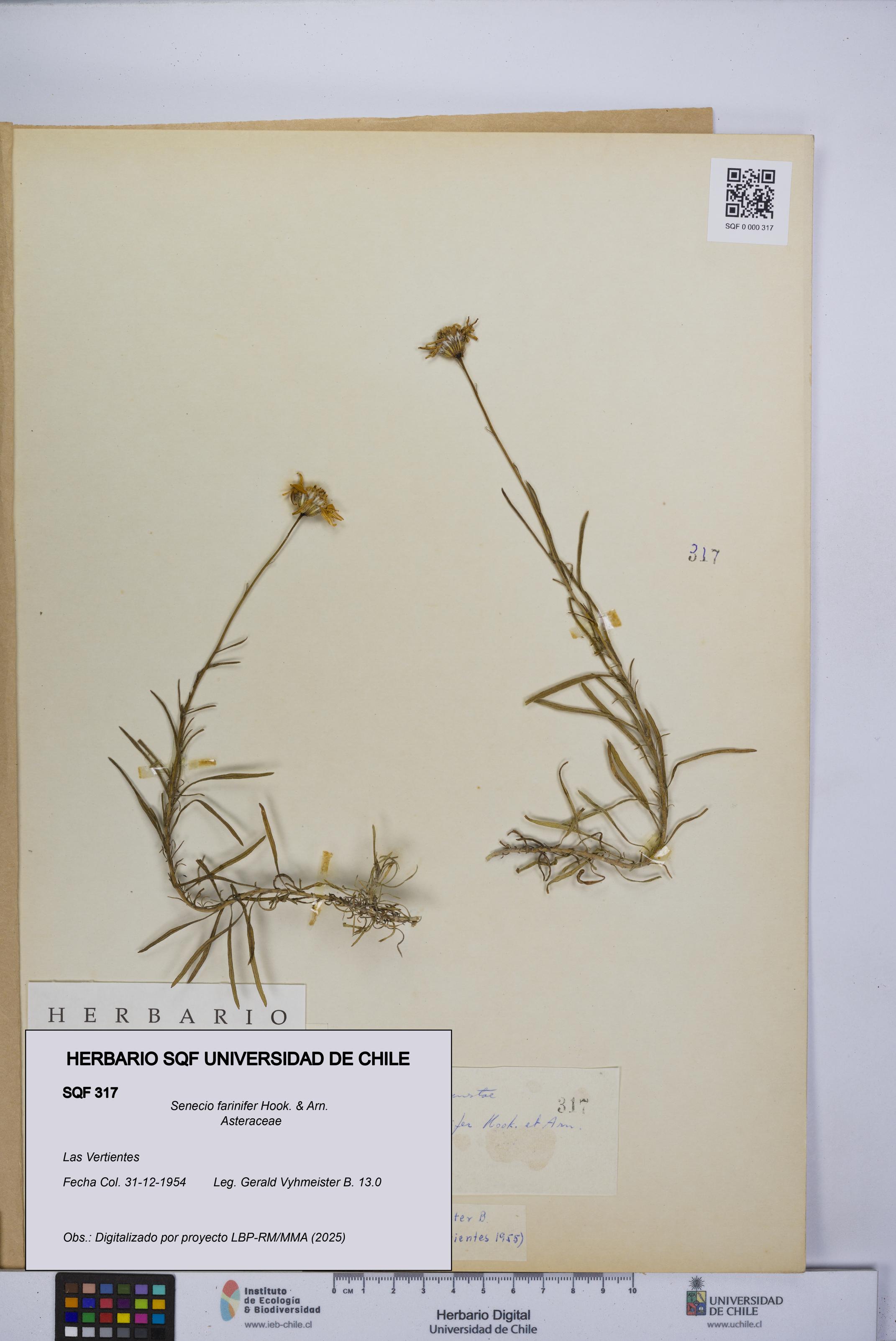 Senecio farinifer [Espécimen: UCH:SQF:0000317]