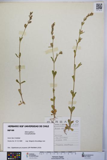 Silene gallica [Espécimen: UCH:SQF:0000505]