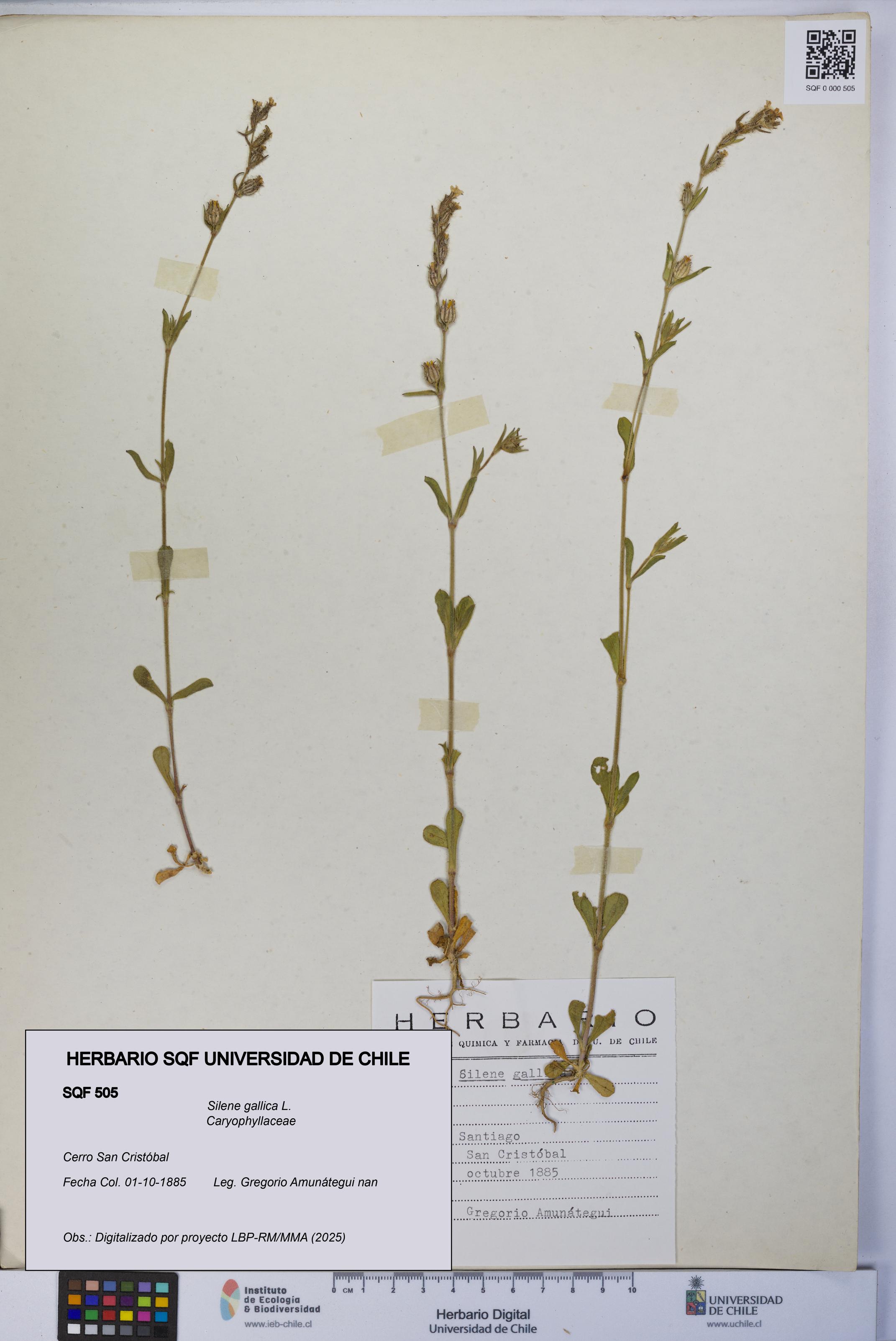 Silene gallica [Espécimen: UCH:SQF:0000505]