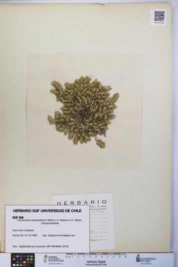Cardionema ramosissimum [Espécimen: UCH:SQF:0000506]