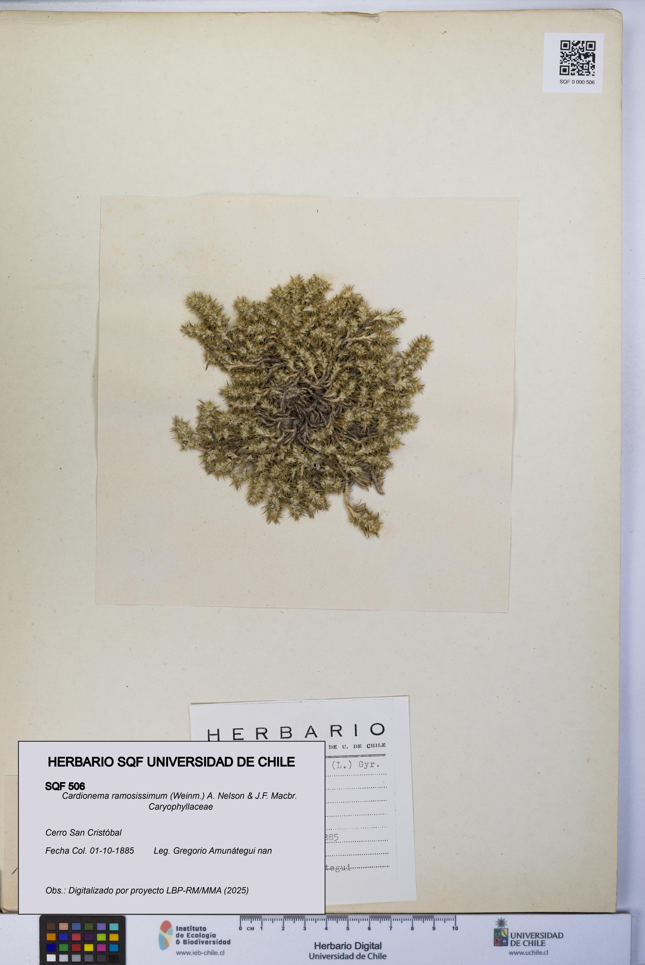 Cardionema ramosissimum [Espécimen: UCH:SQF:0000506]