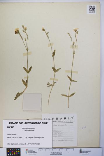 Cerastium arvense [Espécimen: UCH:SQF:0000507]