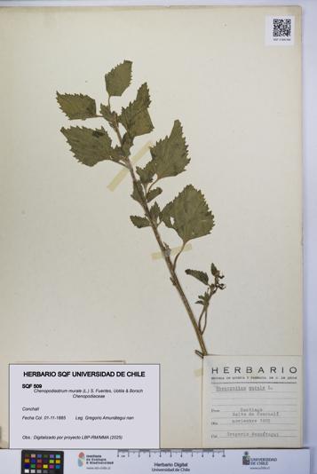 Chenopodiastrum murale [Espécimen: UCH:SQF:0000509]