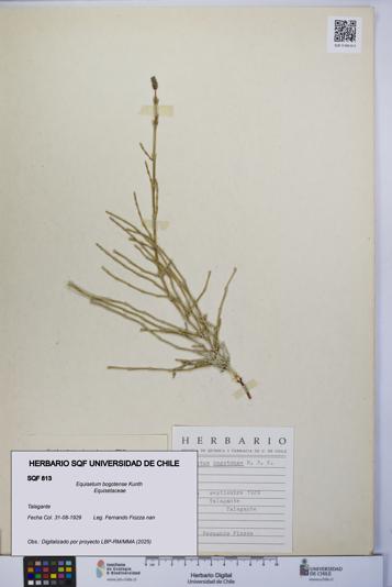 Equisetum bogotense [Espécimen: UCH:SQF:0000813]