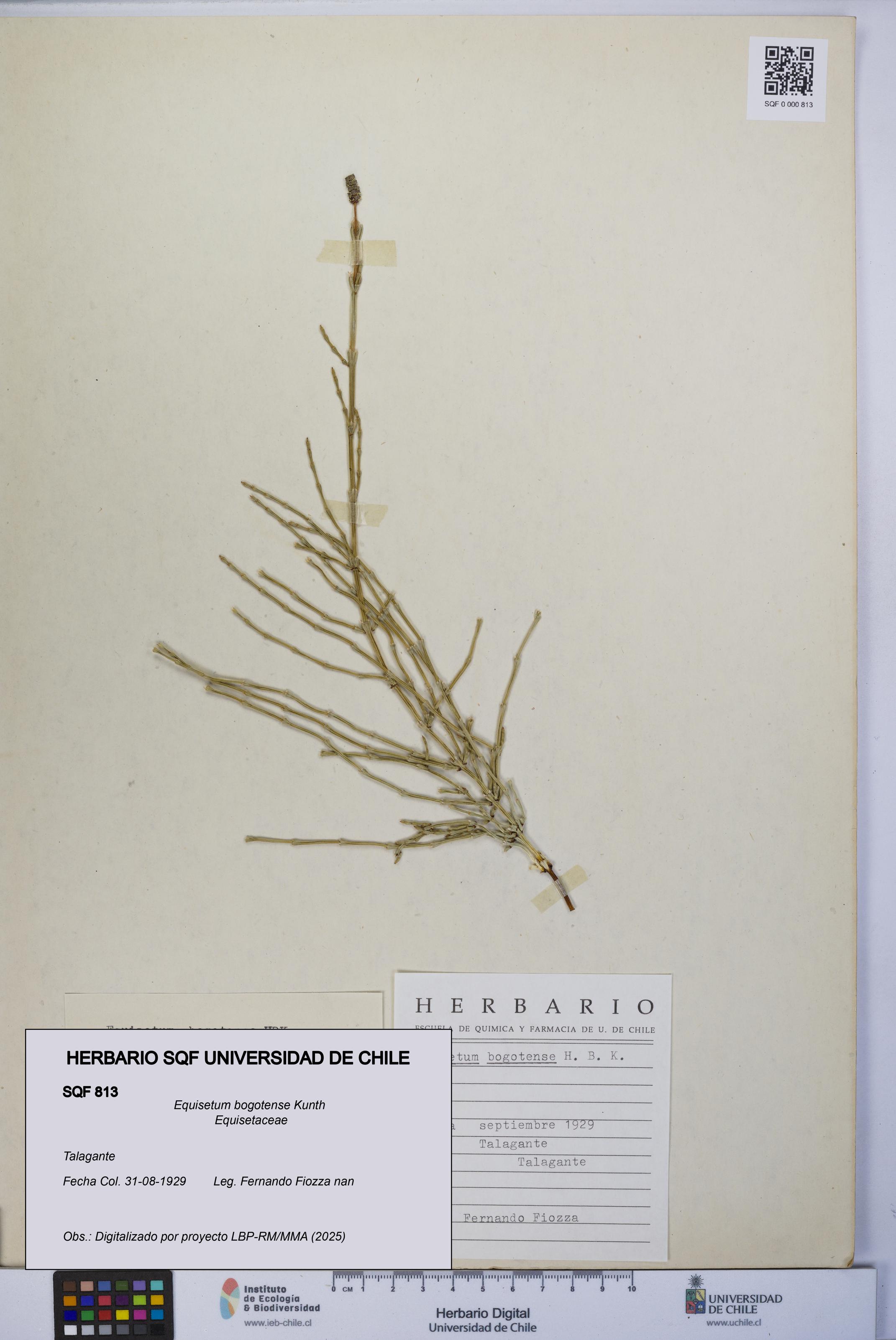 Equisetum bogotense [Espécimen: UCH:SQF:0000813]