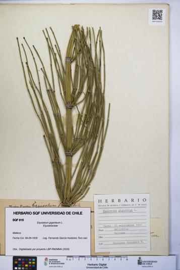 Equisetum giganteum [Espécimen: UCH:SQF:0000815]