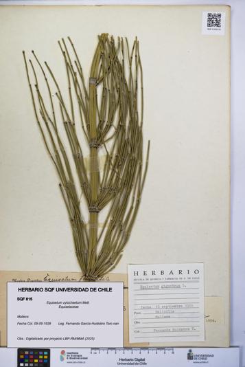 Equisetum xylochaetum [Espécimen: UCH:SQF:0000815]