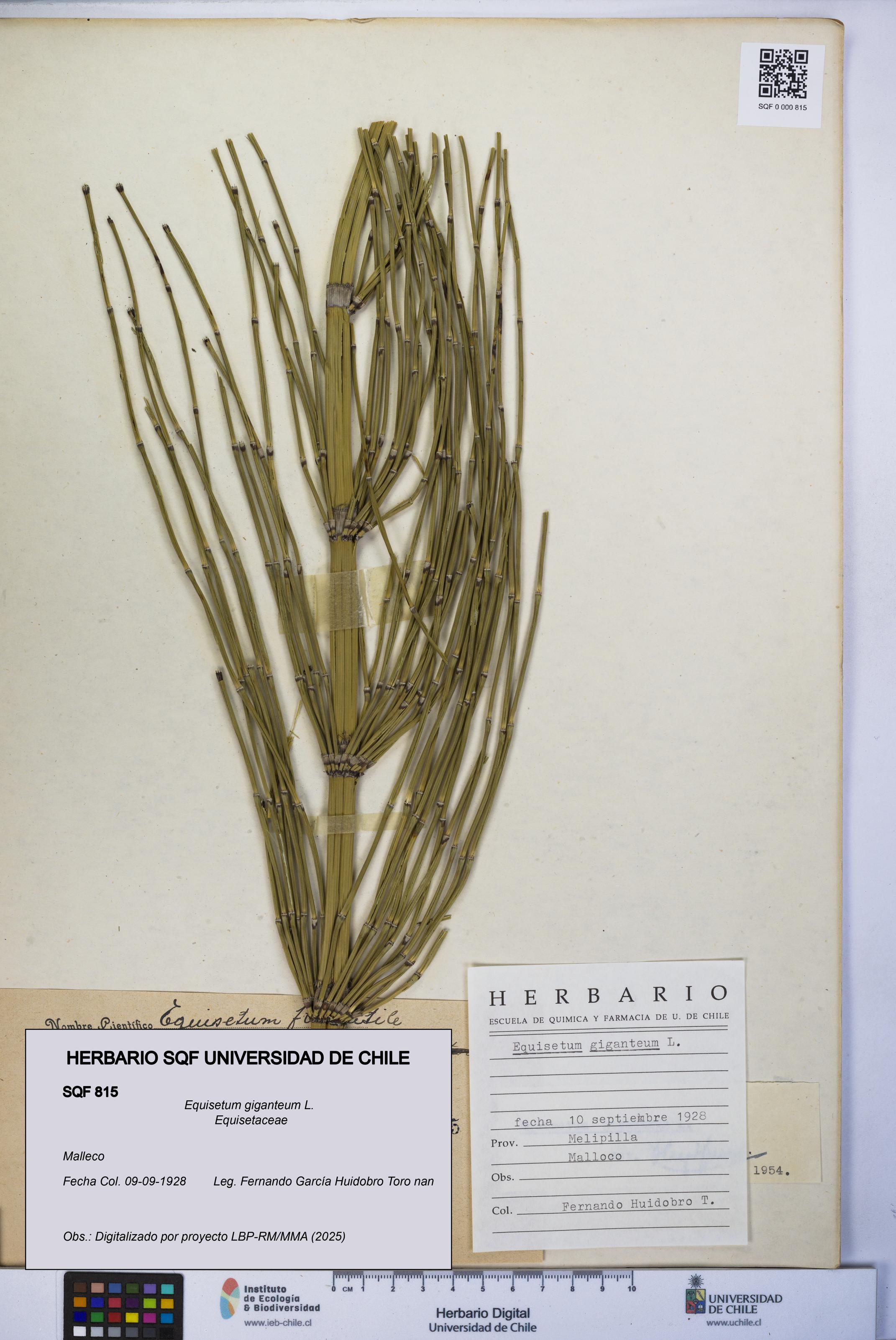 Equisetum giganteum [Espécimen: UCH:SQF:0000815]