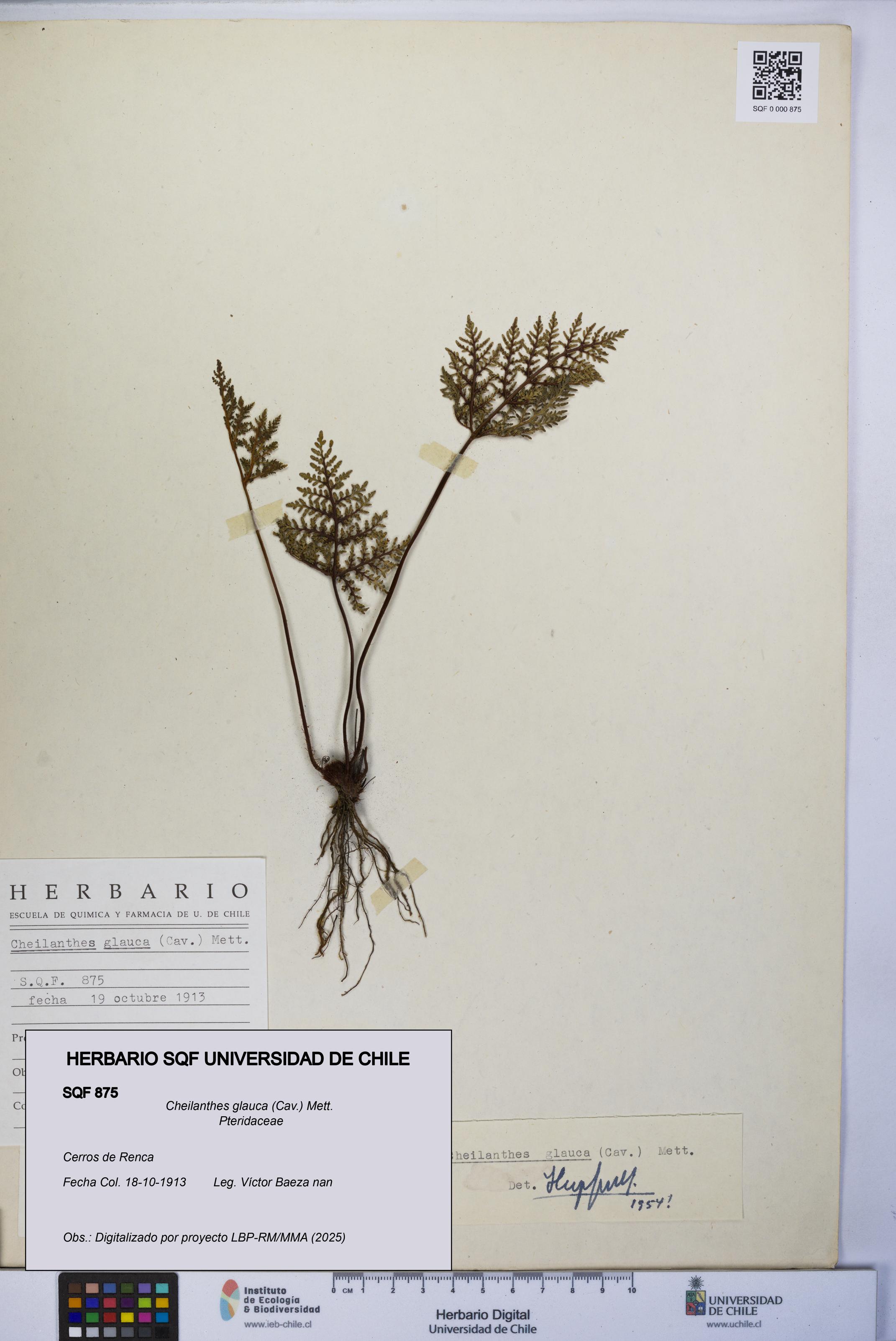 Cheilanthes glauca [Espécimen: UCH:SQF:0000875]