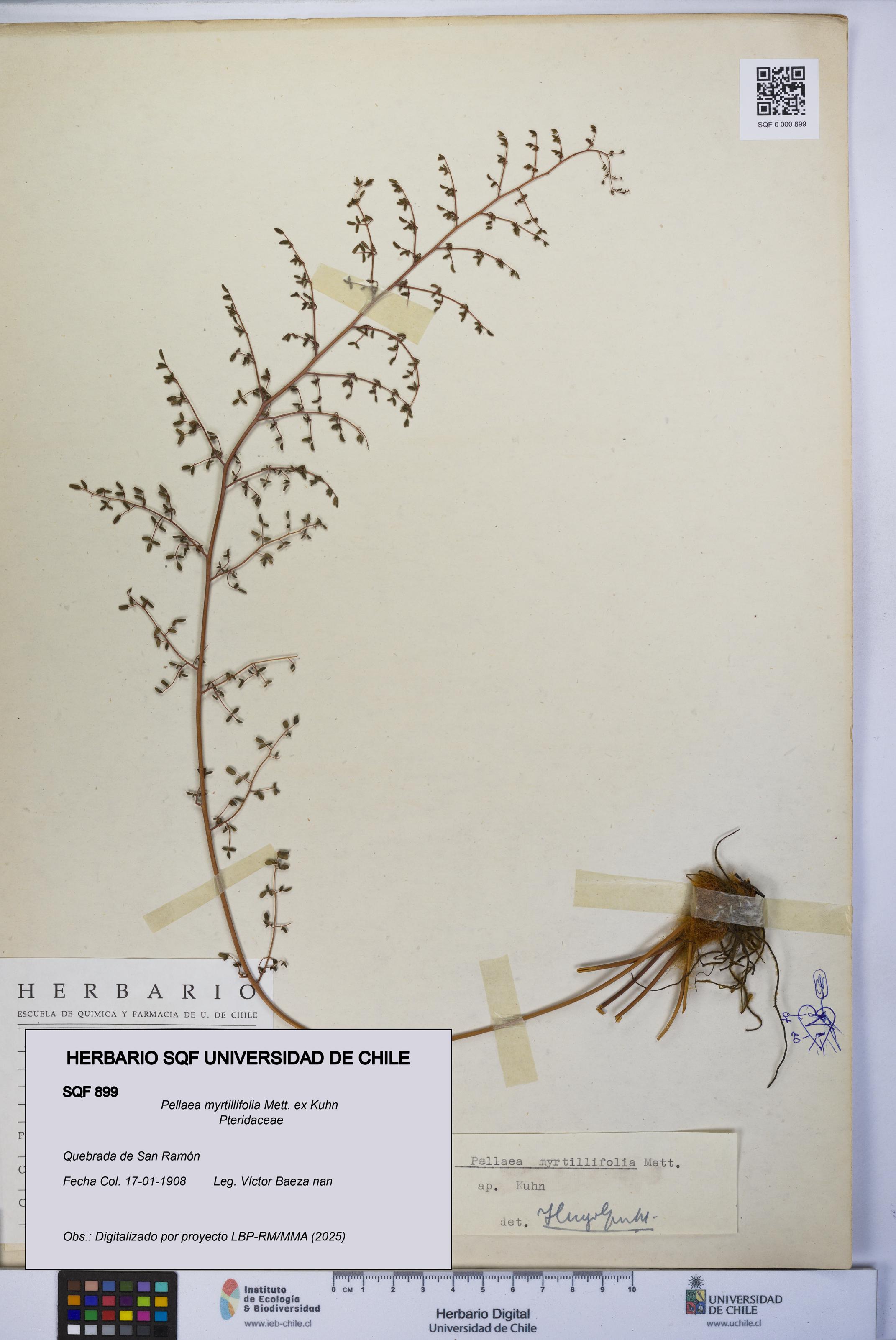 Pellaea myrtillifolia [Espécimen: UCH:SQF:0000899]