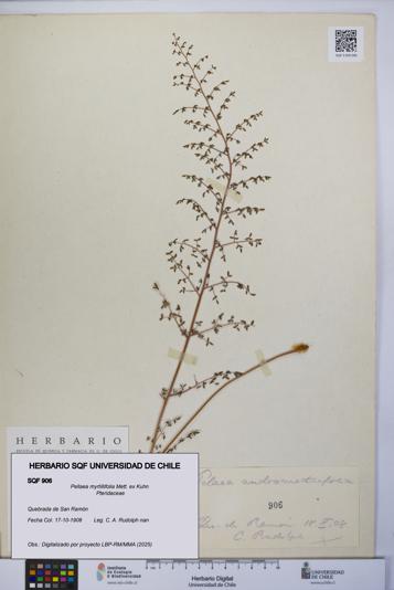 Pellaea myrtillifolia [Espécimen: UCH:SQF:0000906]