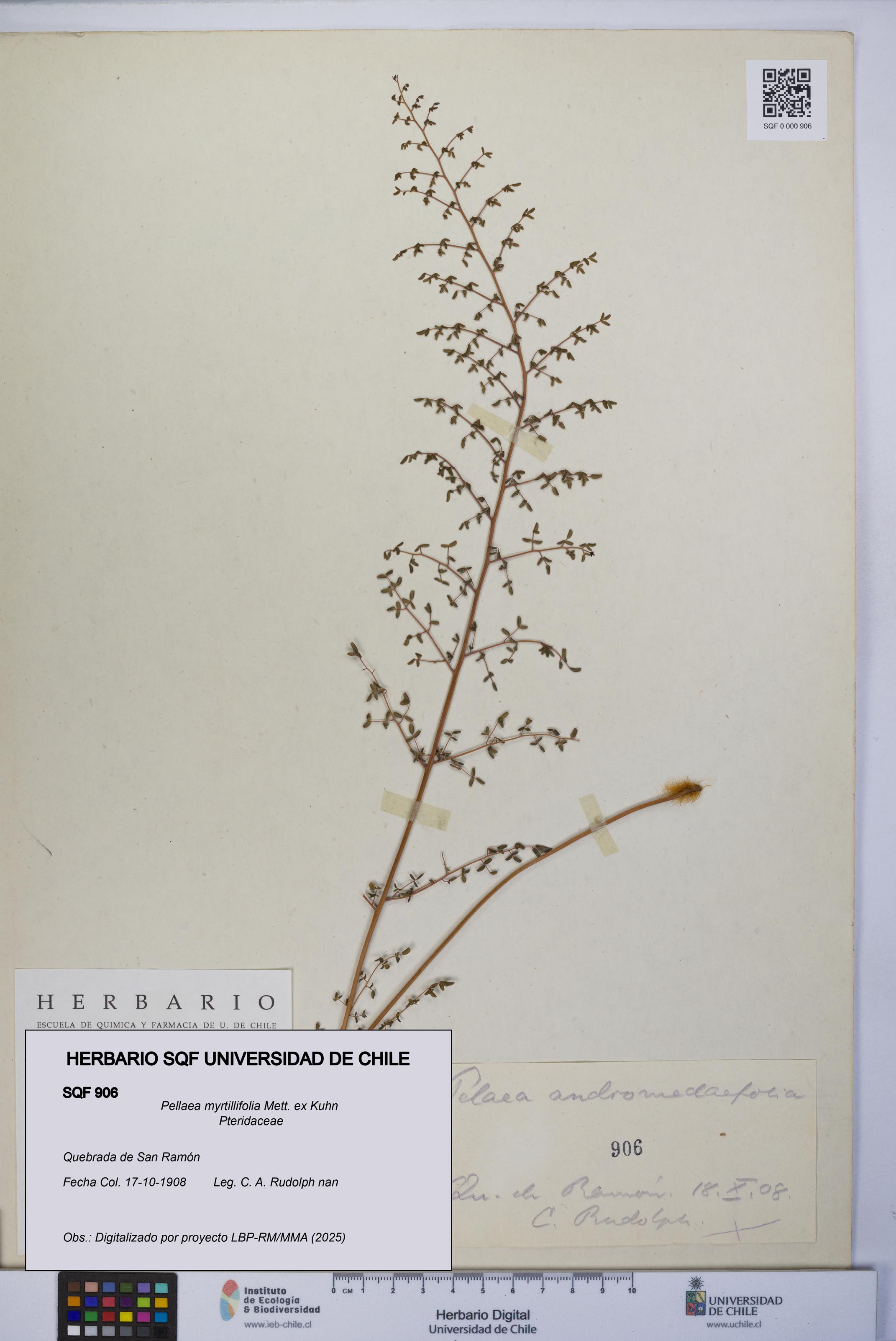 Pellaea myrtillifolia [Espécimen: UCH:SQF:0000906]