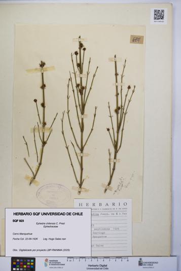 Ephedra chilensis [Espécimen: UCH:SQF:0000923]