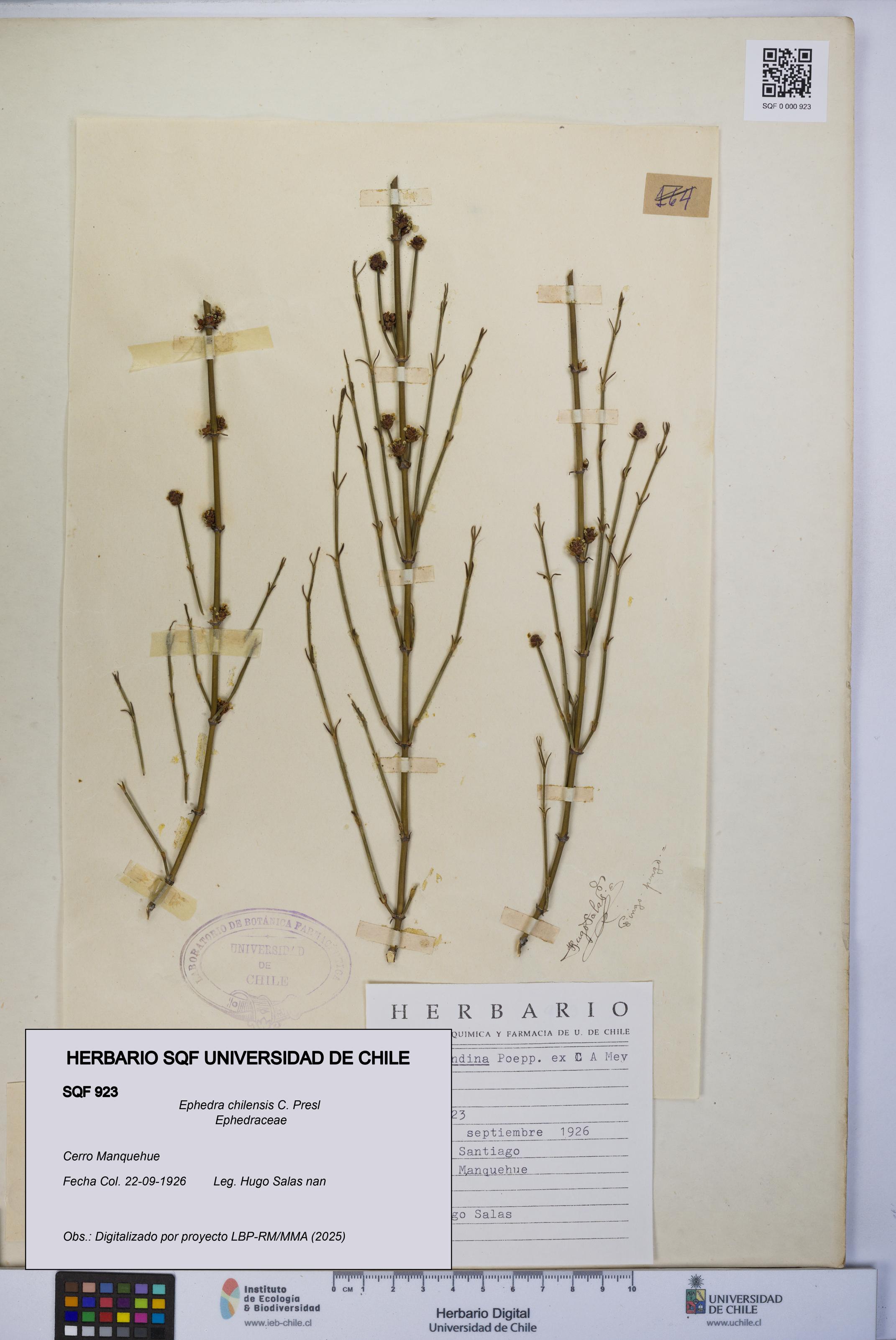 Ephedra chilensis [Espécimen: UCH:SQF:0000923]