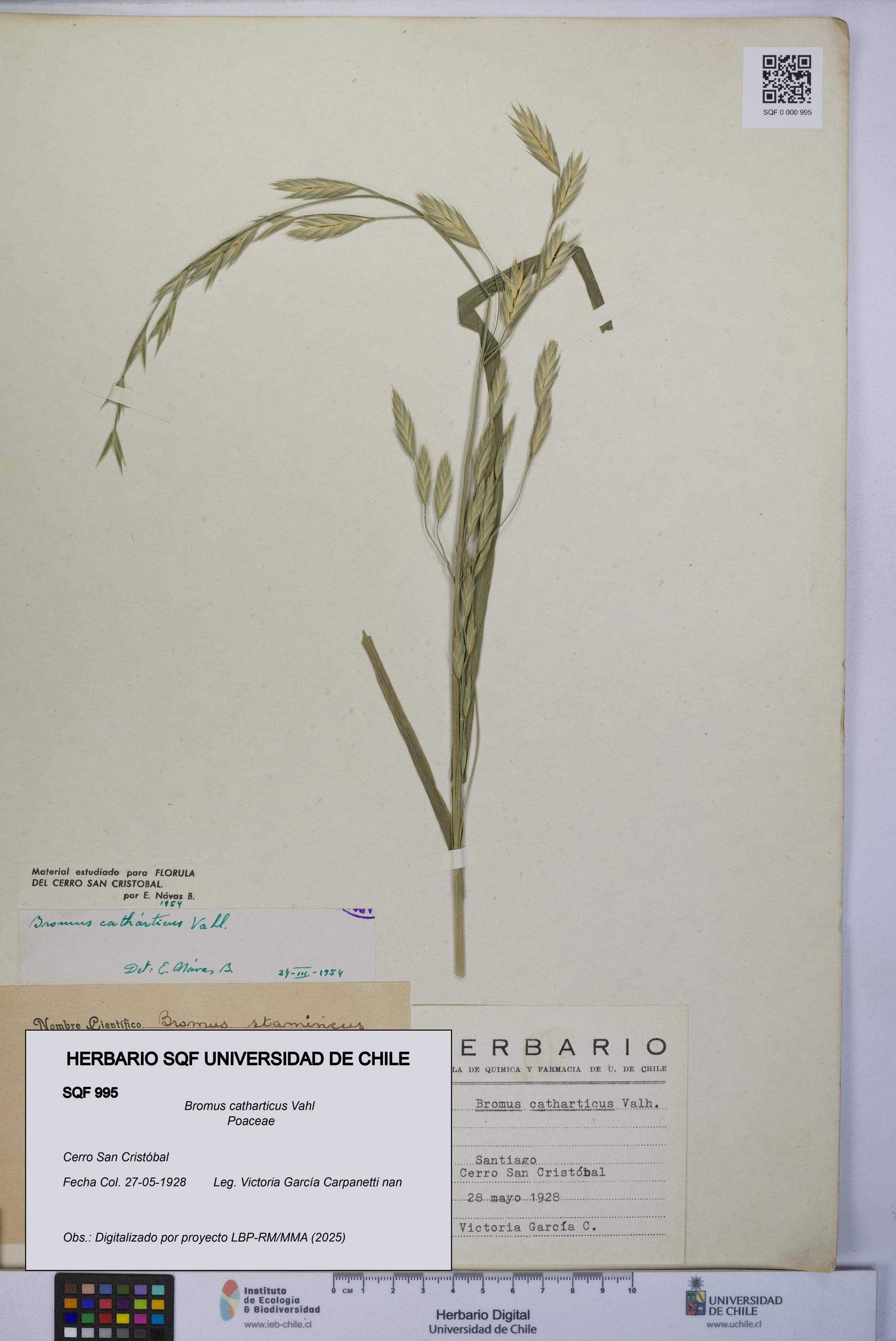 Bromus catharticus [Espécimen: UCH:SQF:0000995]