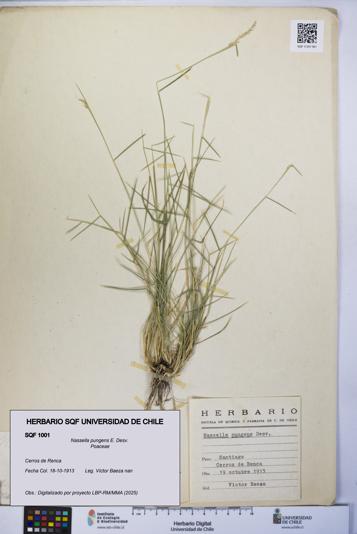 Nassella pungens [Espécimen: UCH:SQF:0001001]