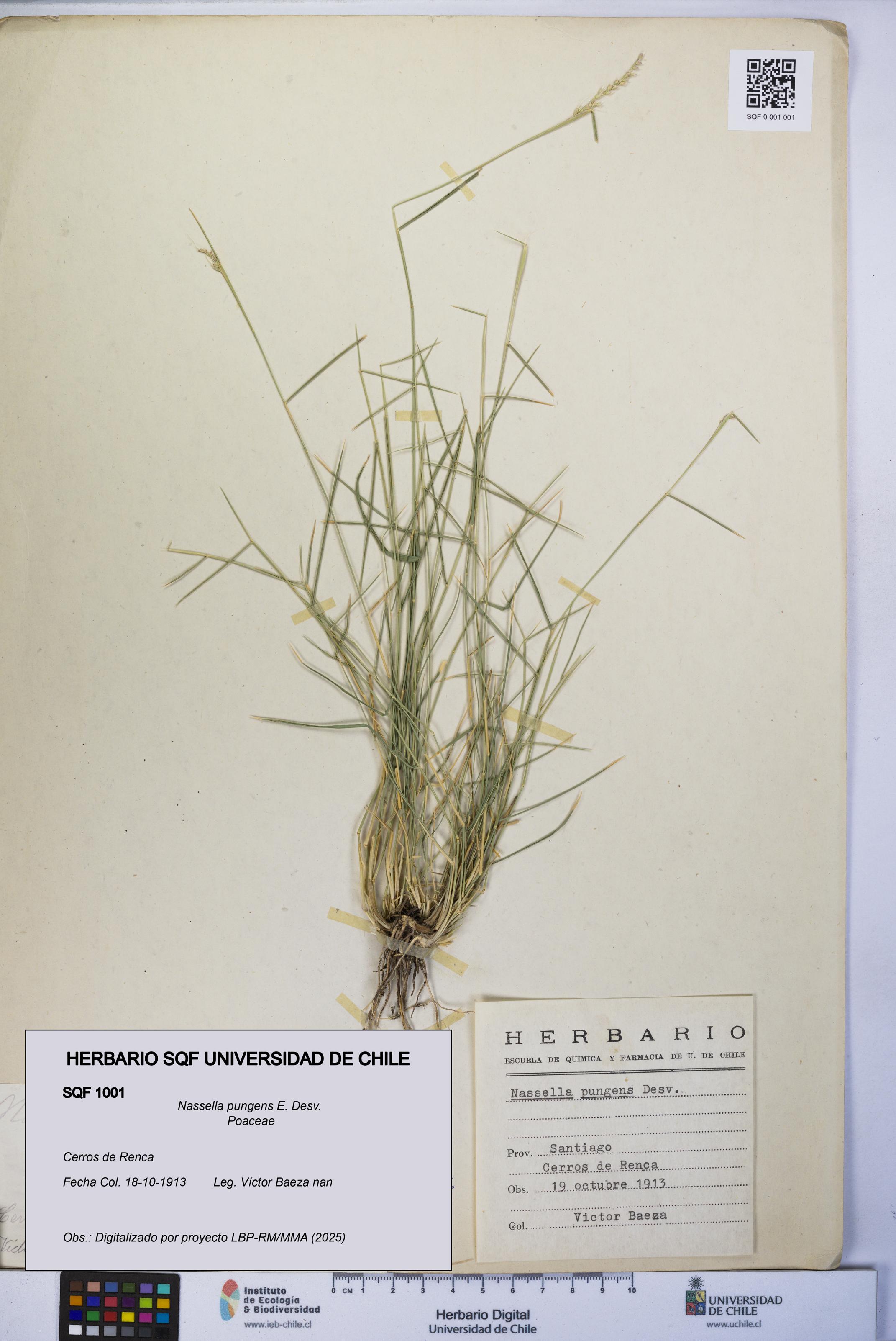 Nassella pungens [Espécimen: UCH:SQF:0001001]