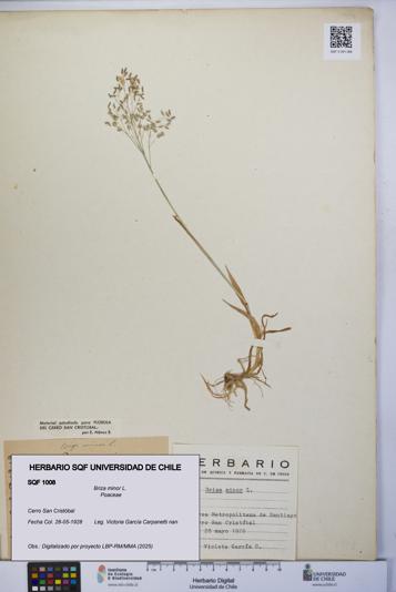 Briza minor [Espécimen: UCH:SQF:0001008]