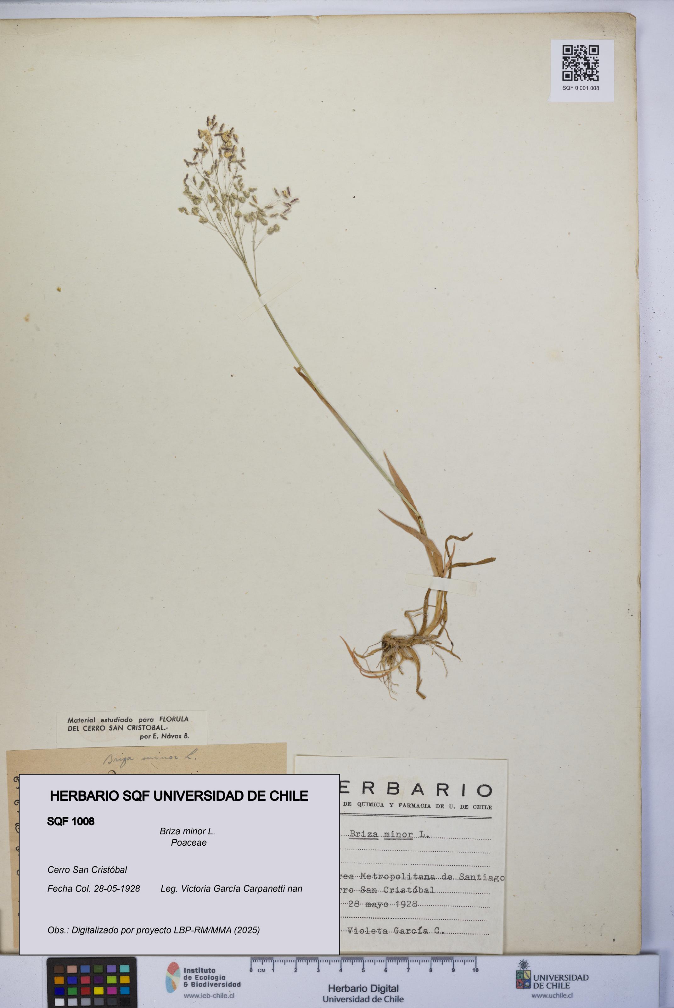 Briza minor [Espécimen: UCH:SQF:0001008]