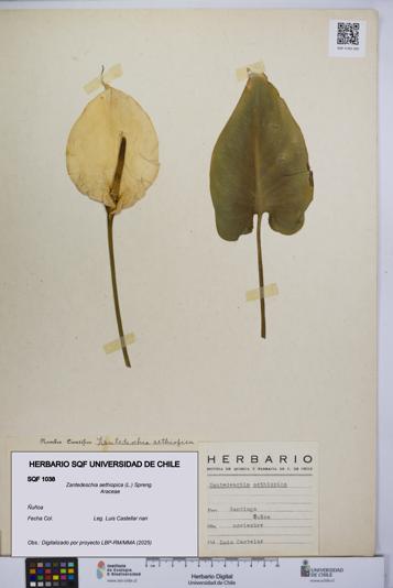 Zantedeschia aethiopica [Espécimen: UCH:SQF:0001038]