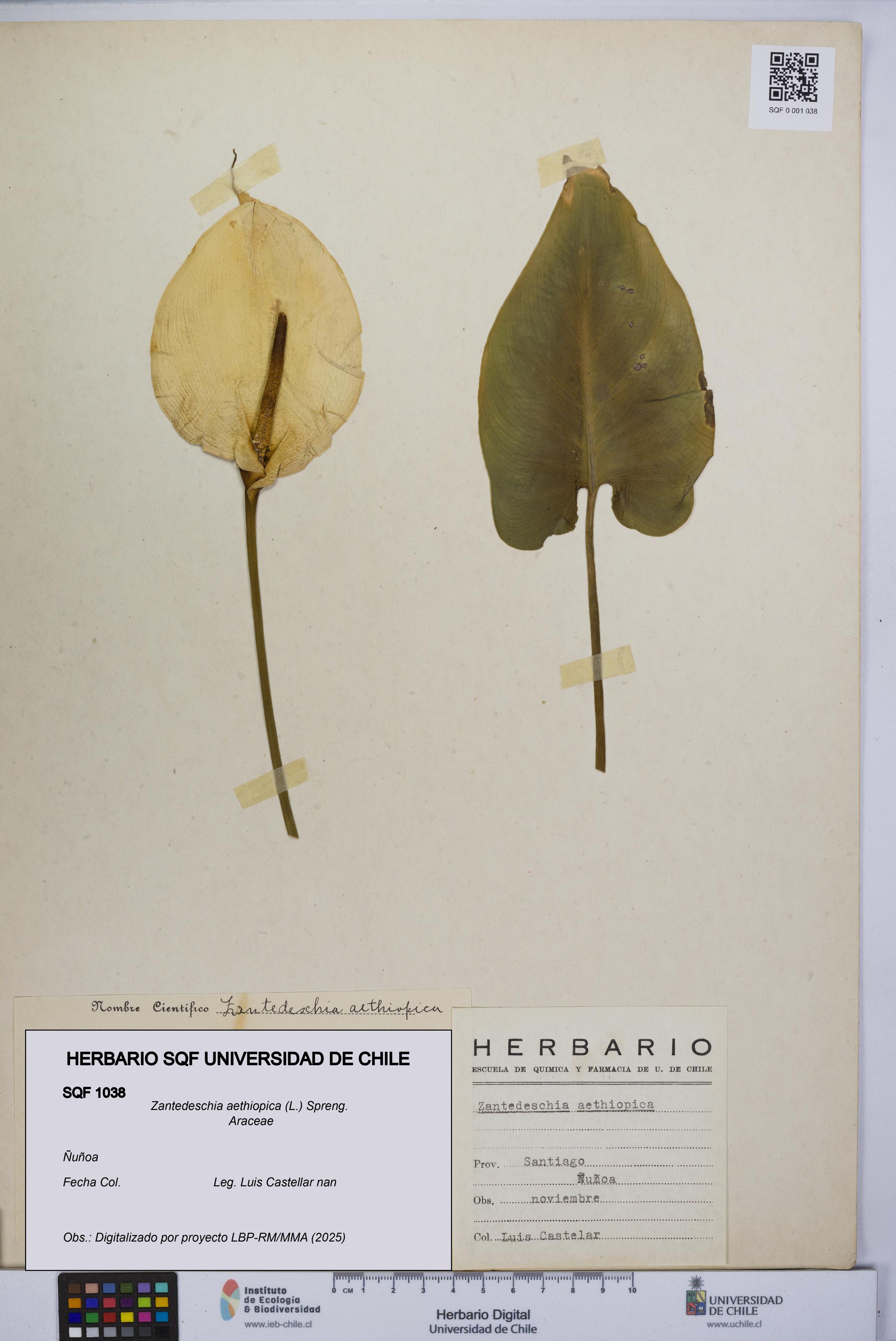 Zantedeschia aethiopica [Espécimen: UCH:SQF:0001038]