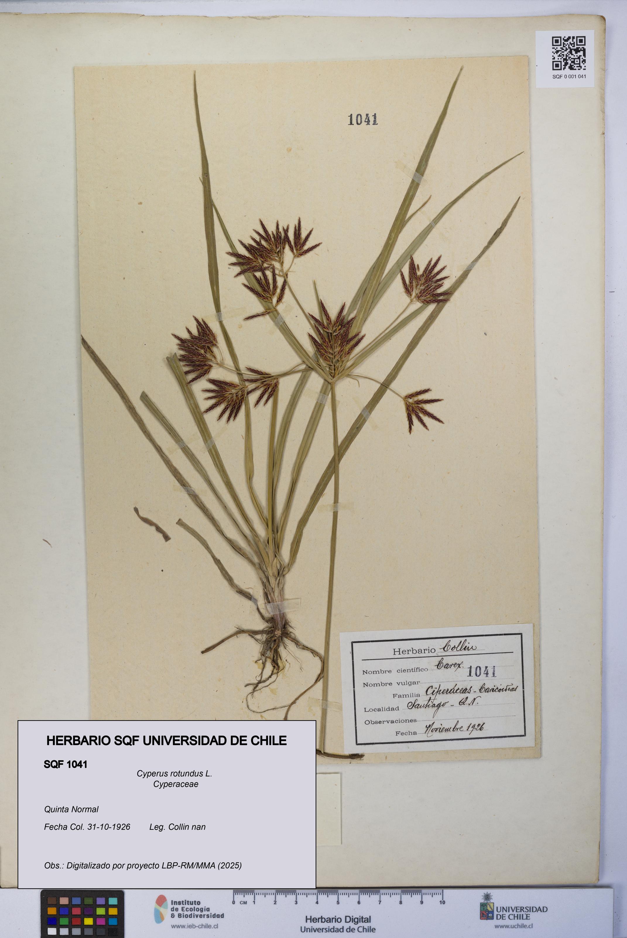Cyperus rotundus [Espécimen: UCH:SQF:0001041]