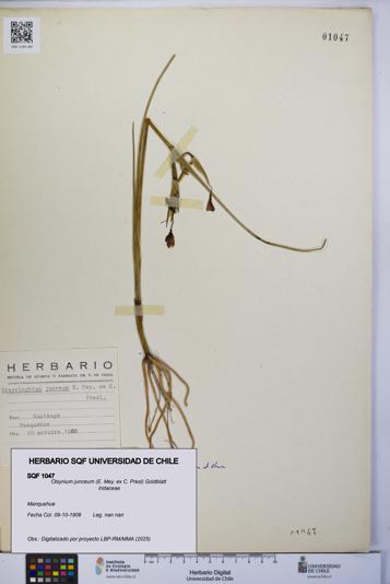 Olsynium junceum [Espécimen: UCH:SQF:0001047]