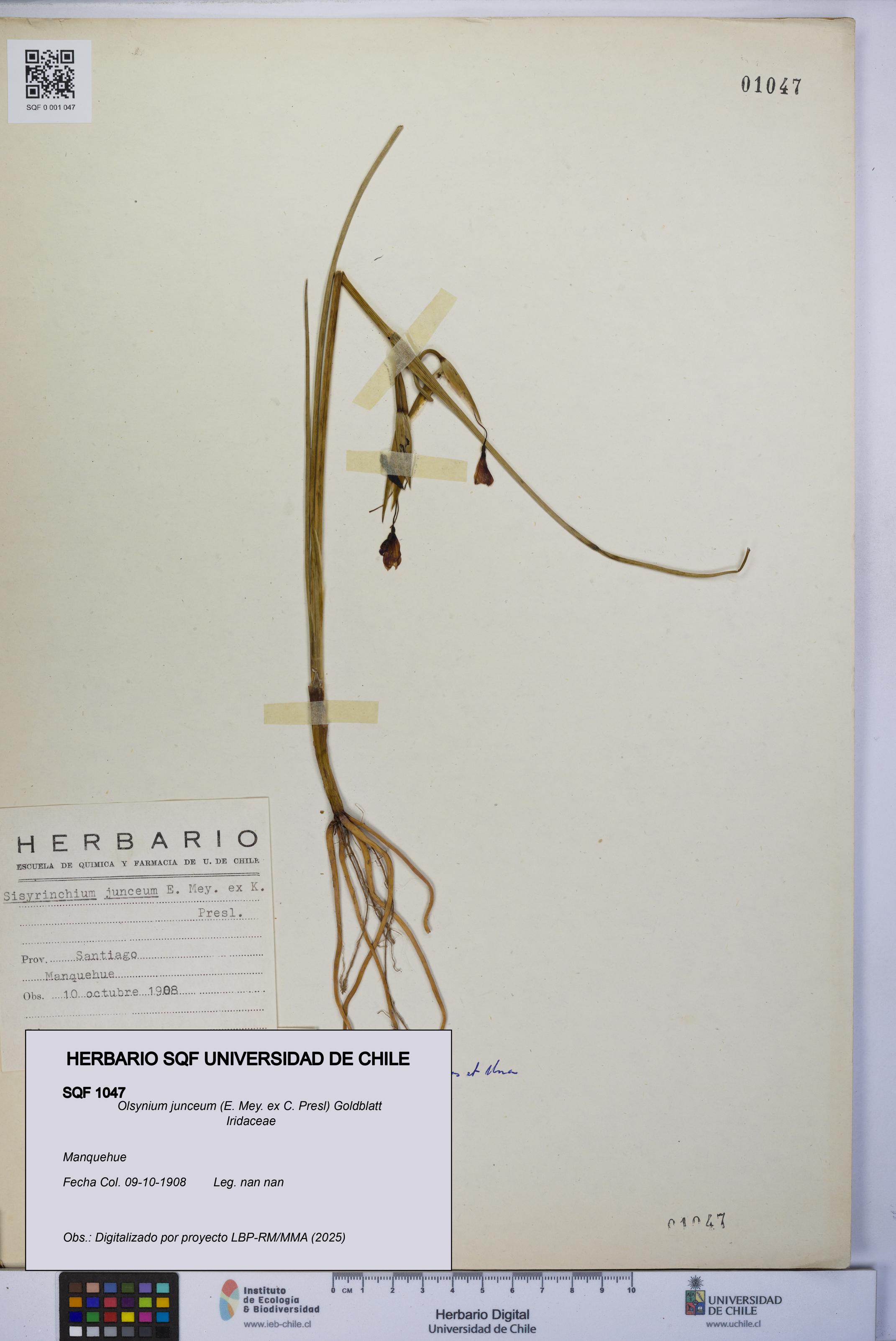 Olsynium junceum [Espécimen: UCH:SQF:0001047]