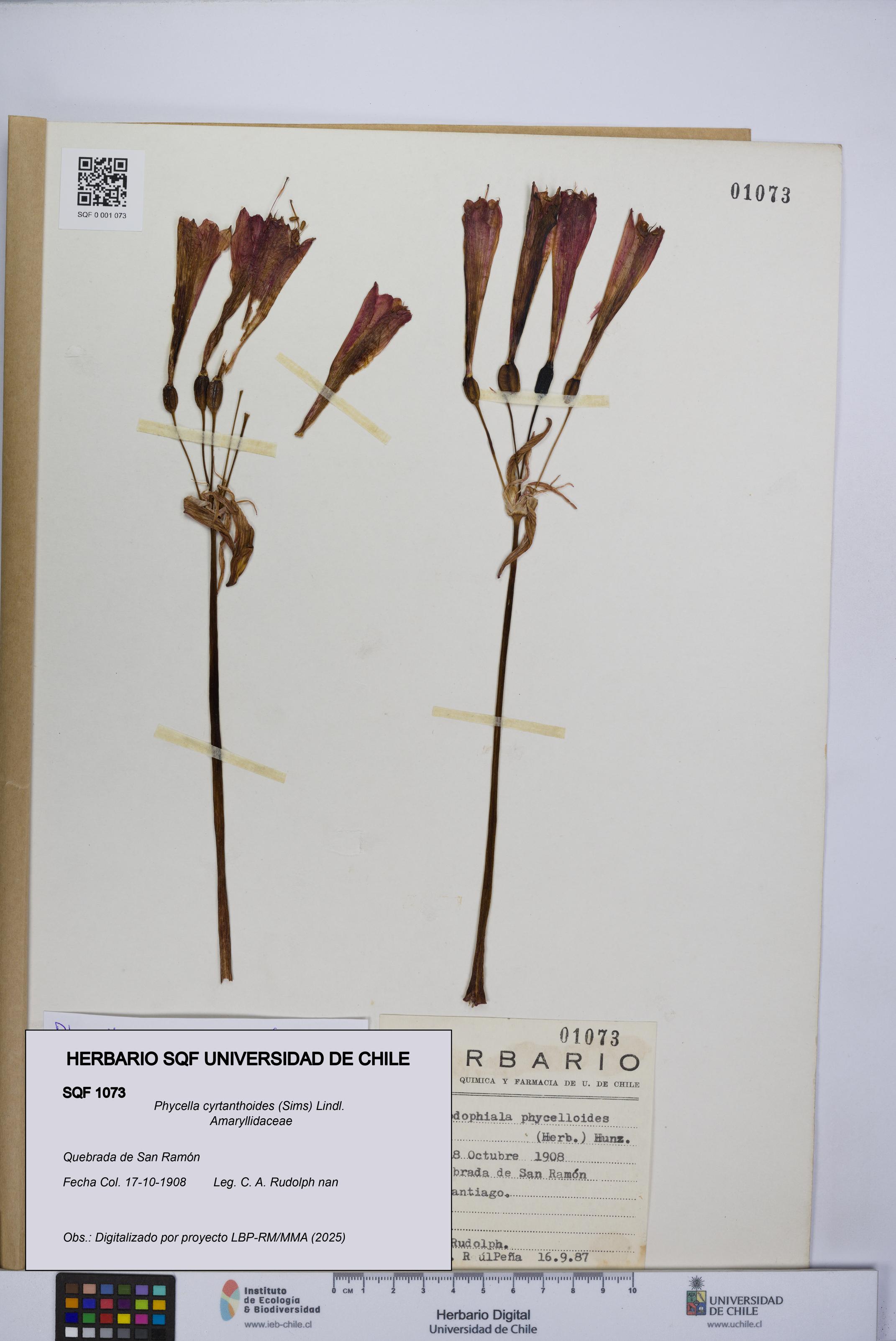 Phycella cyrtanthoides [Espécimen: UCH:SQF:0001073]