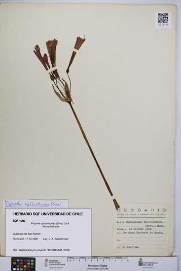 Phycella cyrtanthoides [Espécimen: UCH:SQF:0001080]