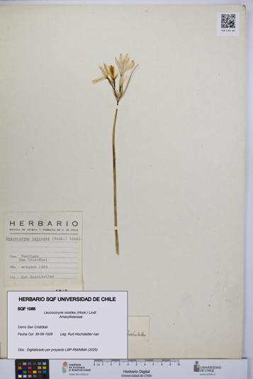 Leucocoryne ixioides [Espécimen: UCH:SQF:0001085]