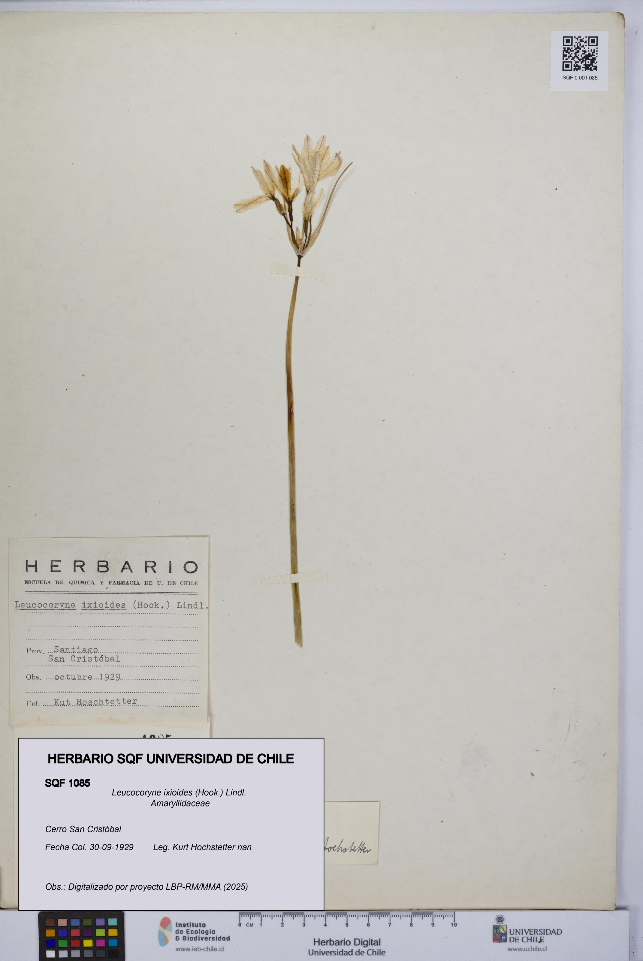 Leucocoryne ixioides [Espécimen: UCH:SQF:0001085]