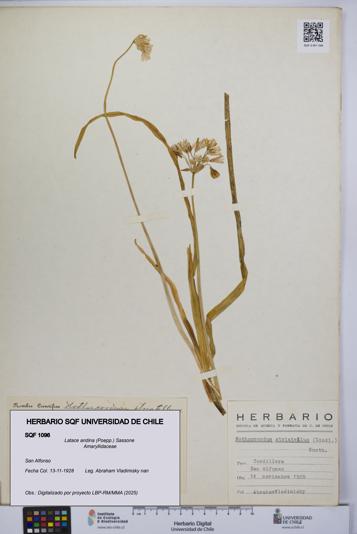 Latace andina [Espécimen: UCH:SQF:0001096]