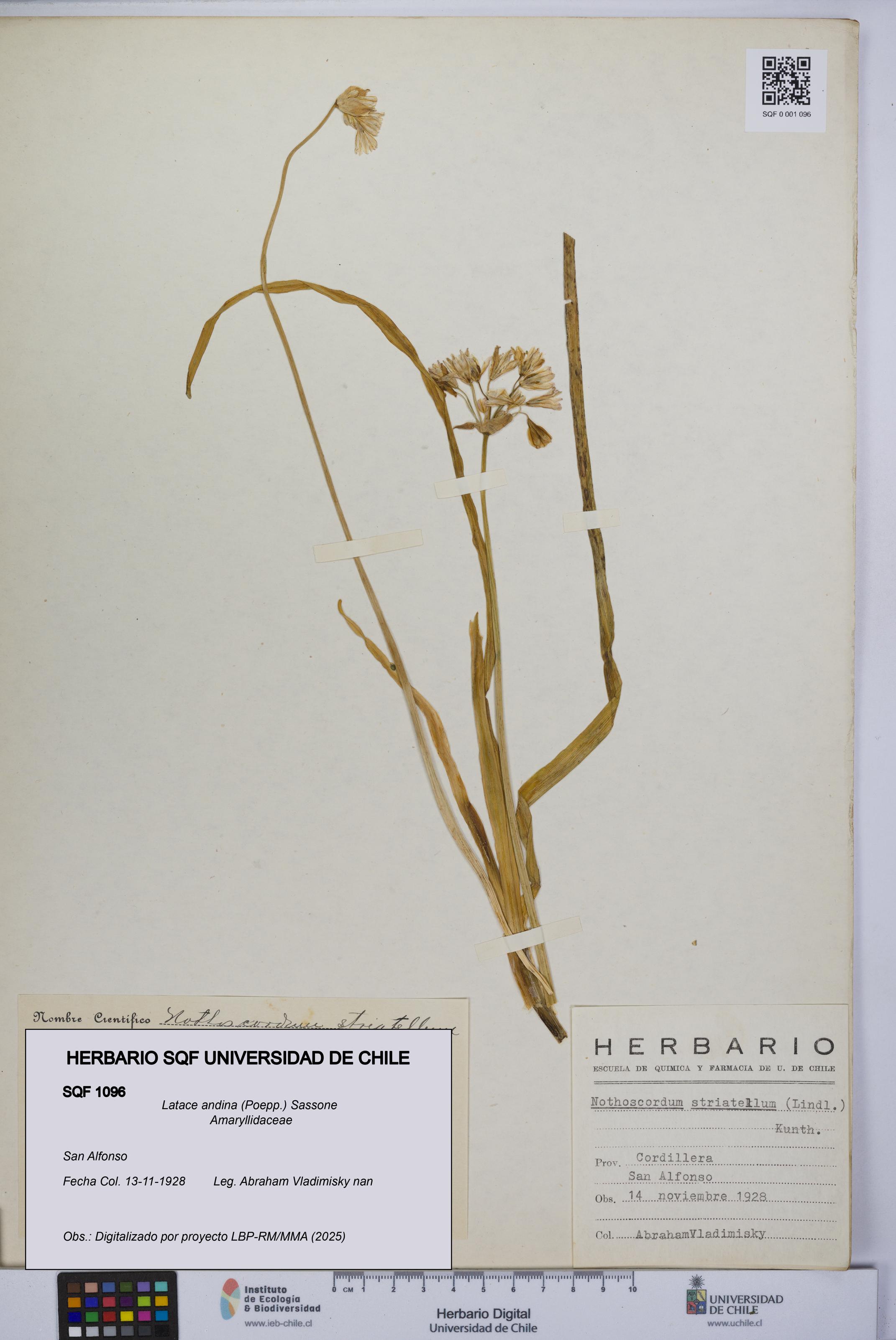 Latace andina [Espécimen: UCH:SQF:0001096]