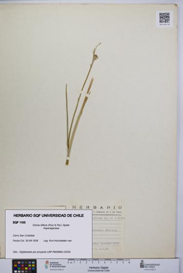 Oziroe biflora [Espécimen: UCH:SQF:0001103]