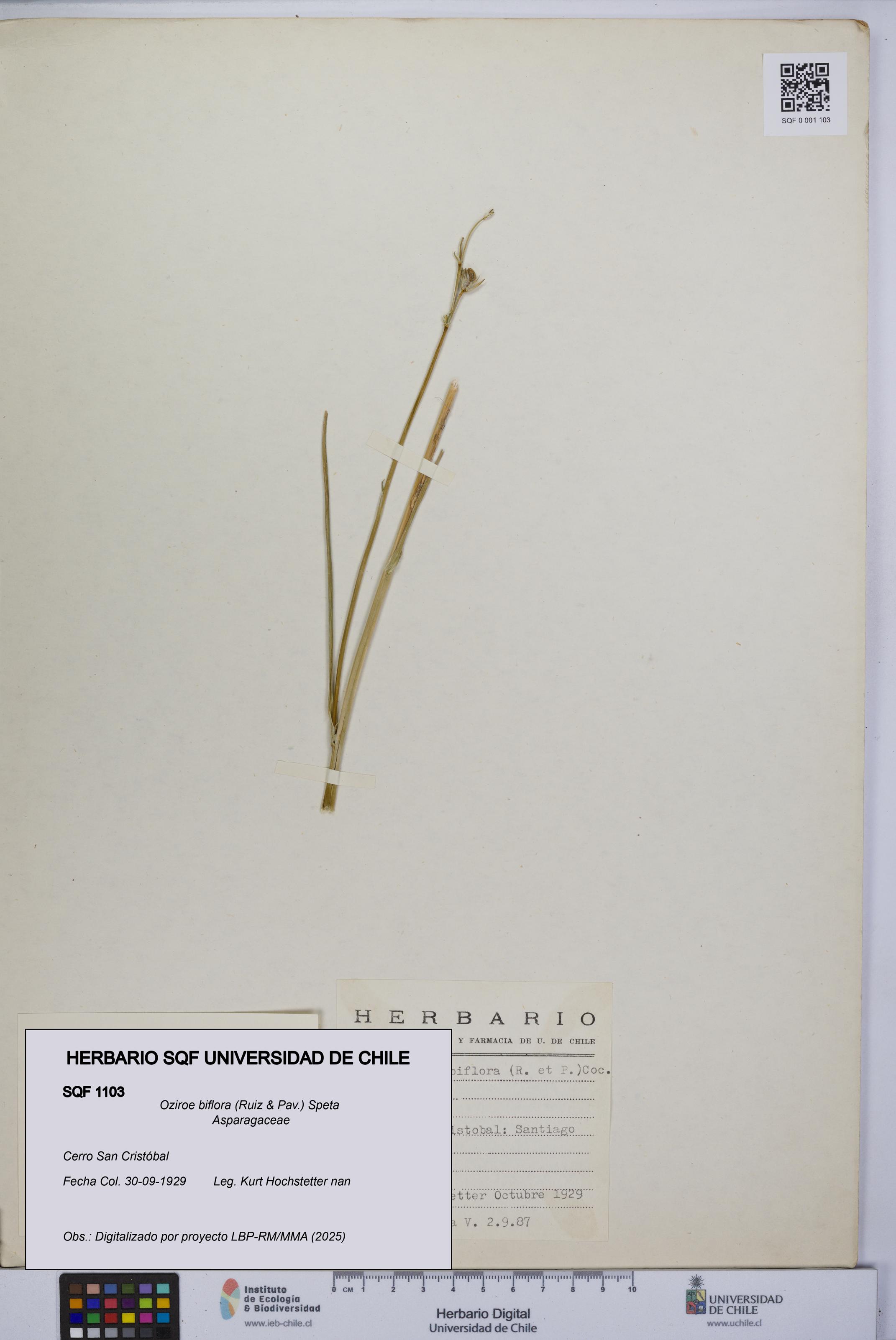 Oziroe biflora [Espécimen: UCH:SQF:0001103]
