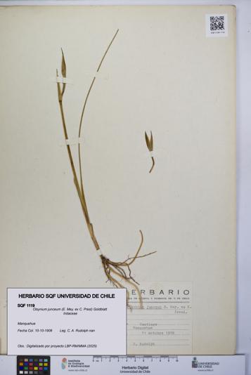 Olsynium junceum [Espécimen: UCH:SQF:0001119]