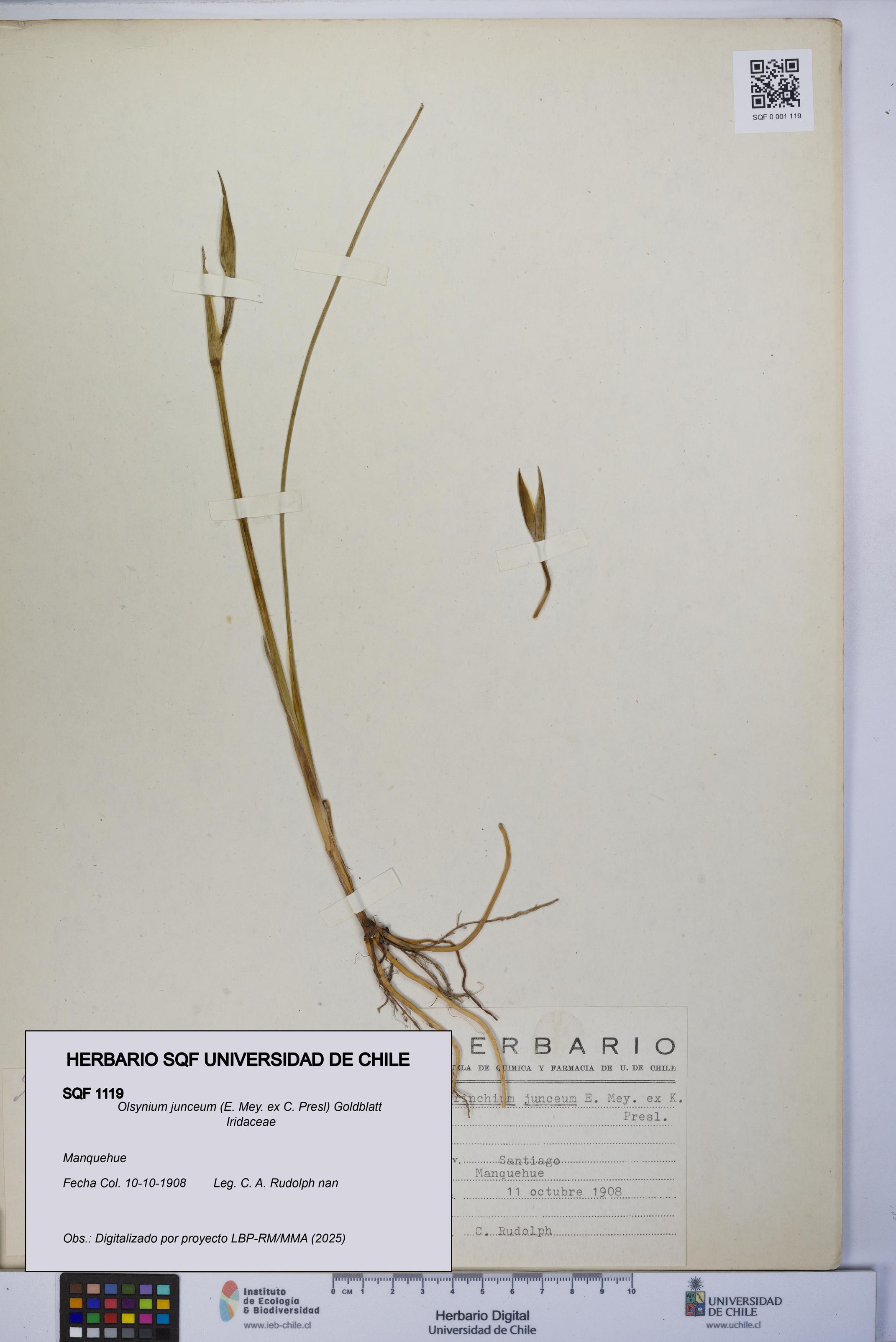 Olsynium junceum [Espécimen: UCH:SQF:0001119]