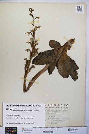 Gavilea longibracteata [Espécimen: UCH:SQF:0001129]