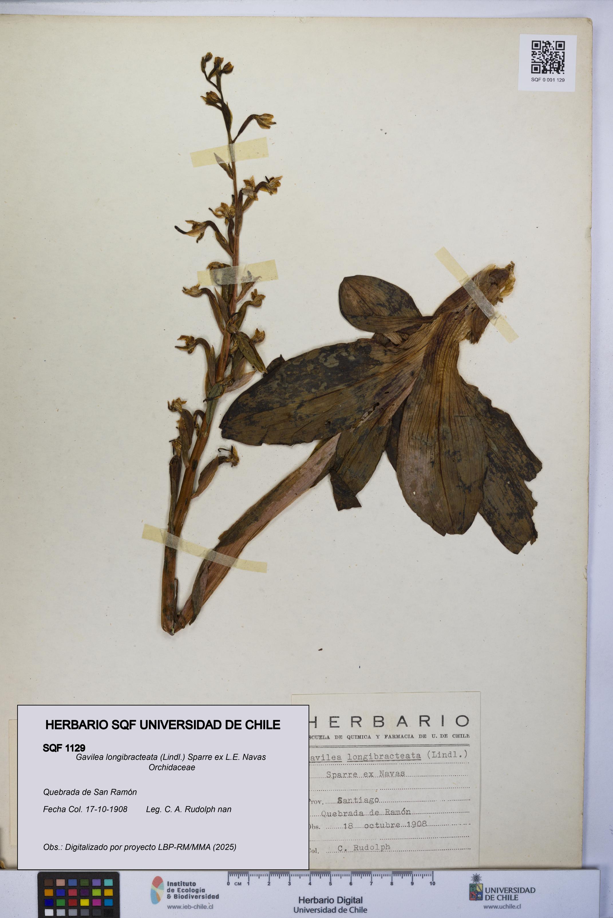 Gavilea longibracteata [Espécimen: UCH:SQF:0001129]