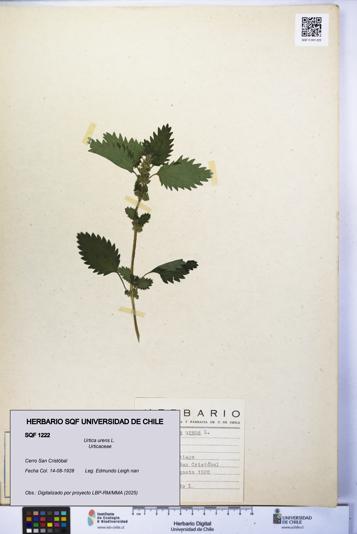 Urtica urens [Espécimen: UCH:SQF:0001222]
