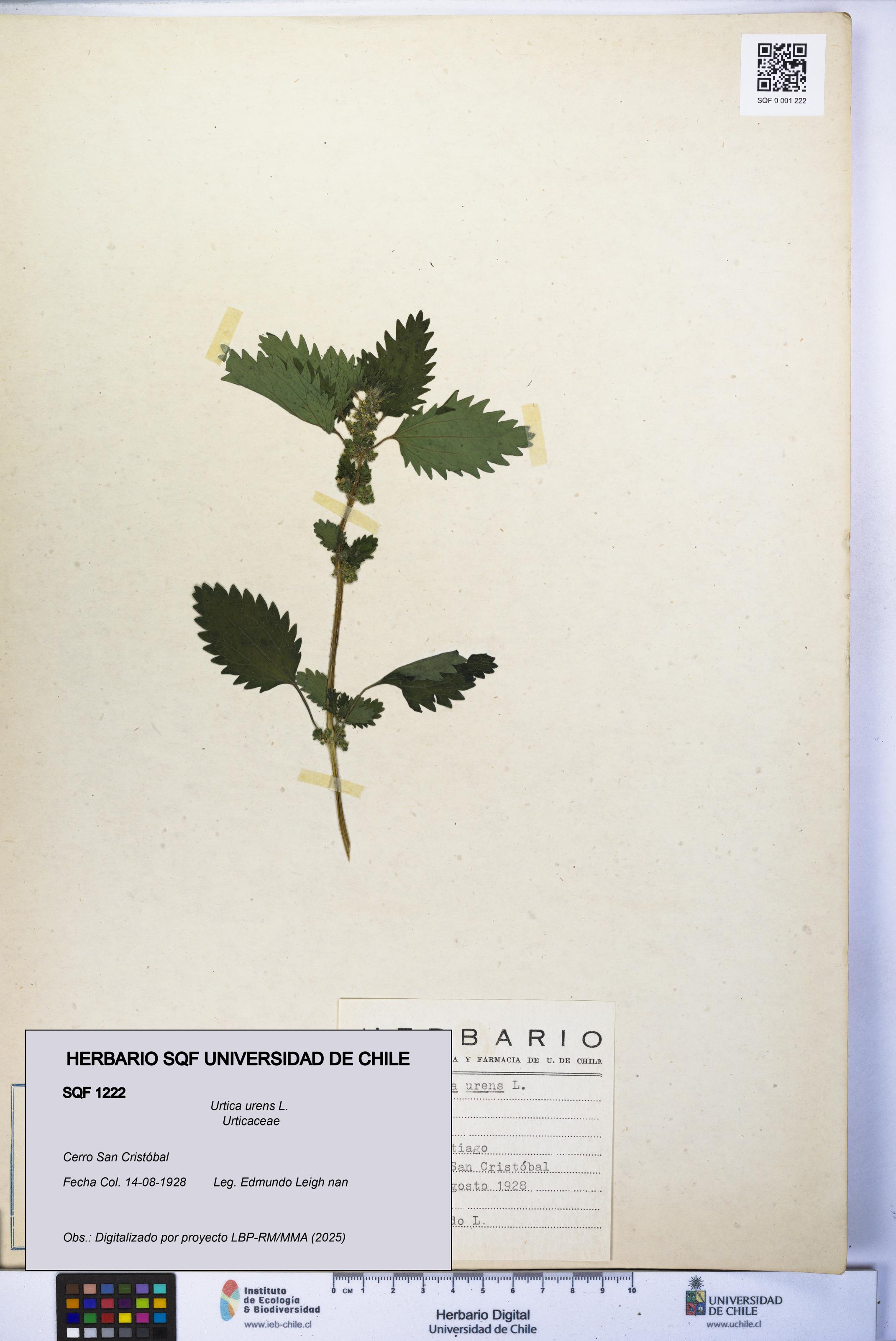 Urtica urens [Espécimen: UCH:SQF:0001222]