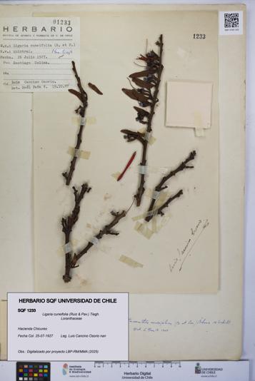 Ligaria cuneifolia [Espécimen: UCH:SQF:0001233]