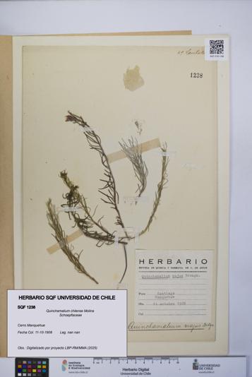 Quinchamalium chilense [Espécimen: UCH:SQF:0001238]