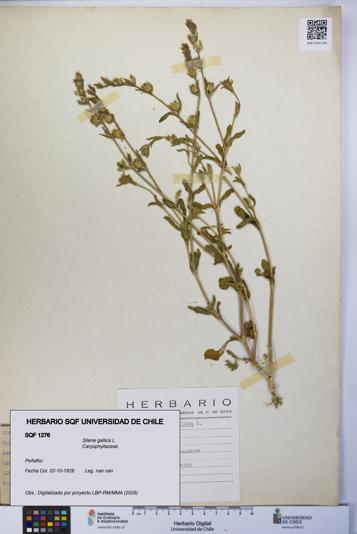 Silene gallica [Espécimen: UCH:SQF:0001276]