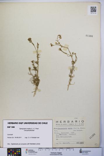 Spergularia media [Espécimen: UCH:SQF:0001306]