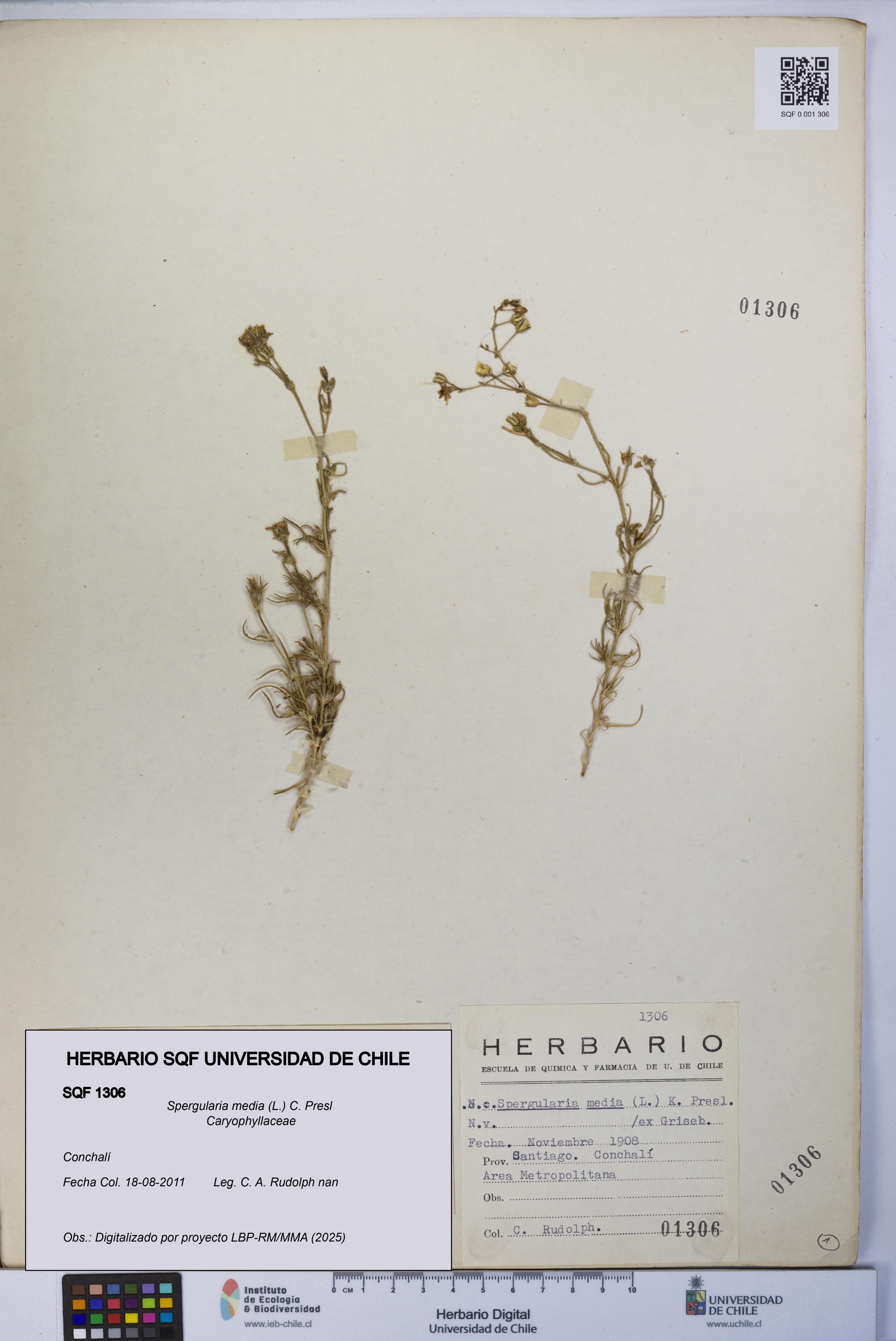 Spergularia media [Espécimen: UCH:SQF:0001306]