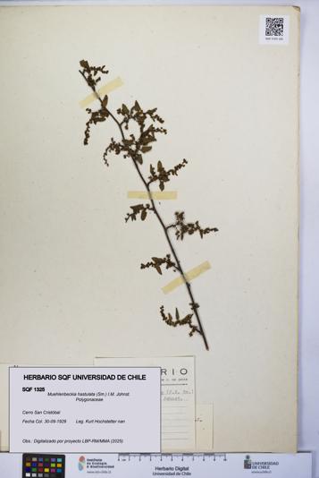 Muehlenbeckia hastulata [Espécimen: UCH:SQF:0001325]