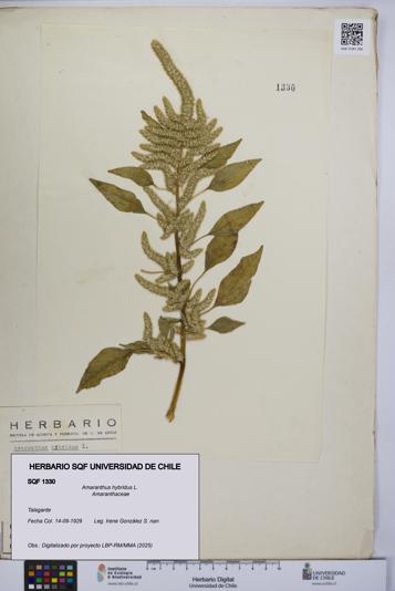 Amaranthus hybridus [Espécimen: UCH:SQF:0001330]